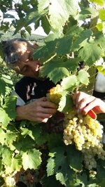 vivamus-white-igp-2023