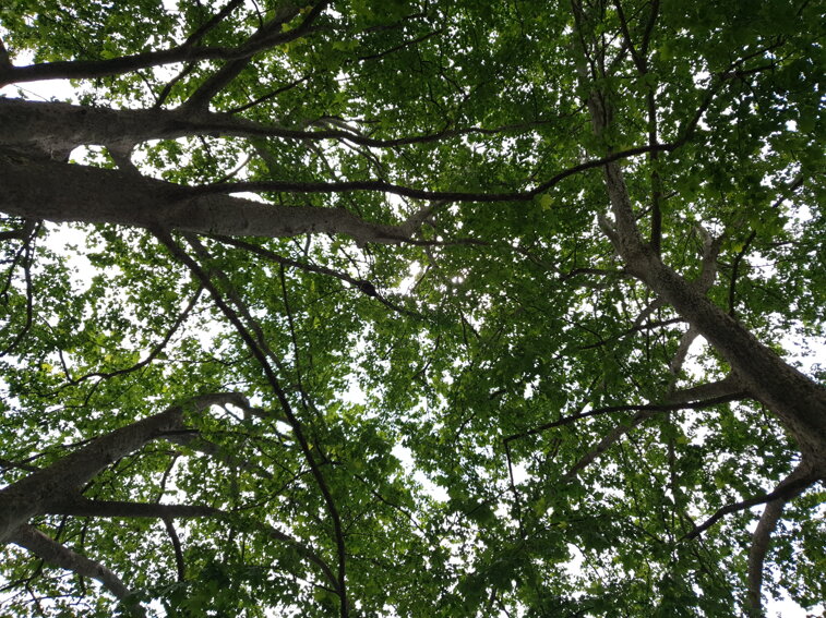 20190615_122124.jpeg