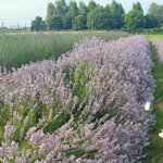 olio-essenziale-di-lavanda-vera-var-miss-katherine-10-ml