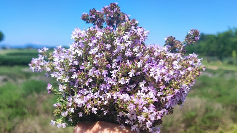 Olio essenziale di Timo e Menta piperita 