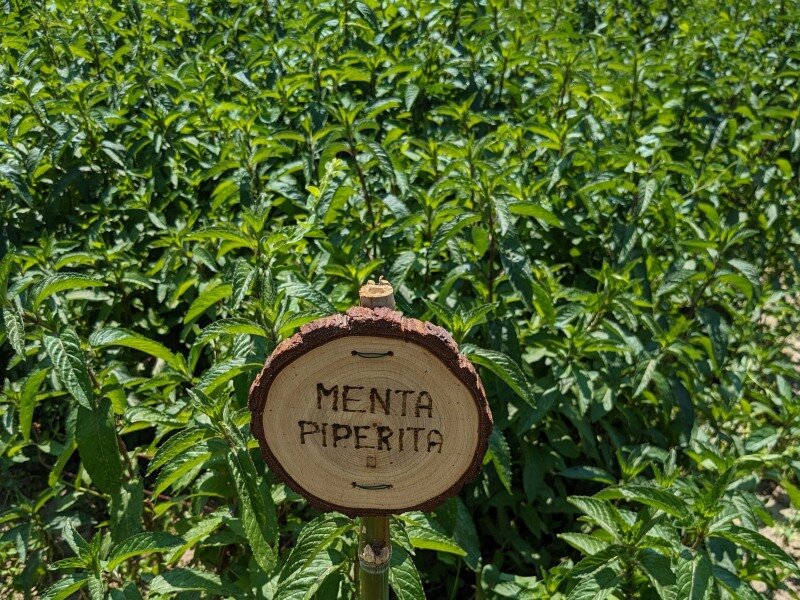 menta-piperita-800x600.jpeg