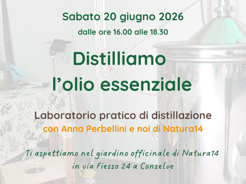Distilliamo l'olio essenziale Distilliamo l'olio essenziale