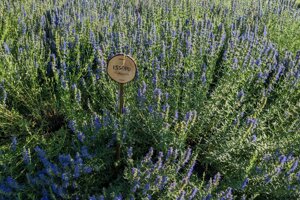 imgi_3_pianta_issopo