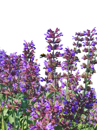 salvia steli no sfondo salvia steli no sfondo