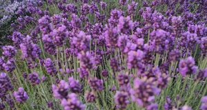 giardino-officinale-2026-5-a.jpeg giardino-officinale-2026-5-a.jpeg