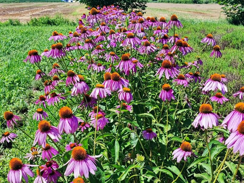 Echinacea e Melissa. Conosciamole!