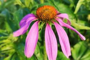 echinacea%201%20240x240.jpeg