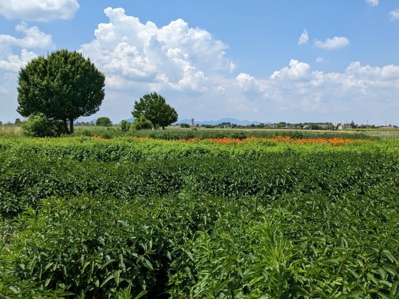 menta-piperita-2---800x600.jpeg