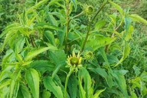 echinacea%202%20240x240.jpeg