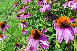 echinacea 240x180