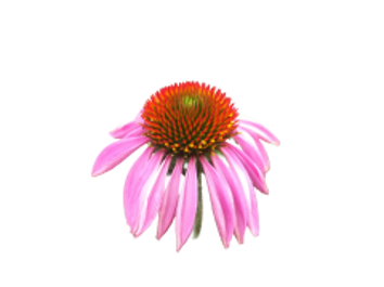 echinacea 240x180