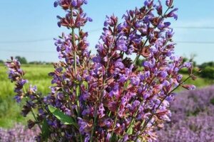 salvia steli no sfondo salvia steli no sfondo