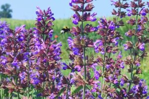 salvia%202.jpeg salvia%202.jpeg