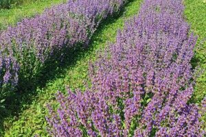 salvia%201.jpeg salvia%201.jpeg