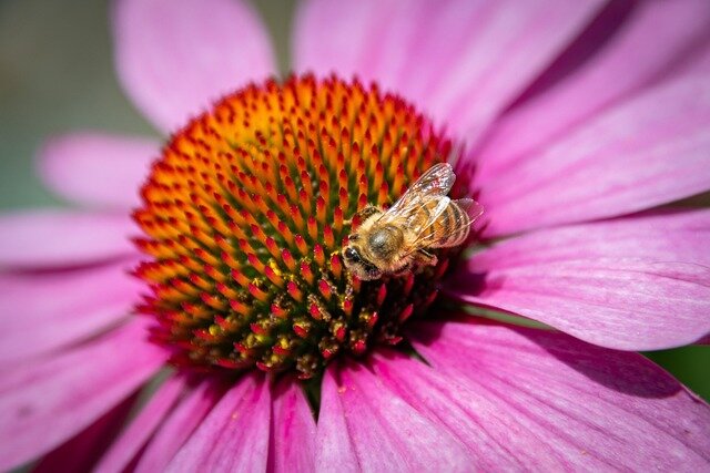 echinacea-con-ape_640.jpeg