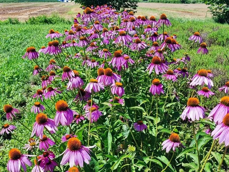 Echinacea e Melissa. Conosciamole!!