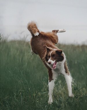 cat_1680873_1280.jpeg cat_1680873_1280.jpeg