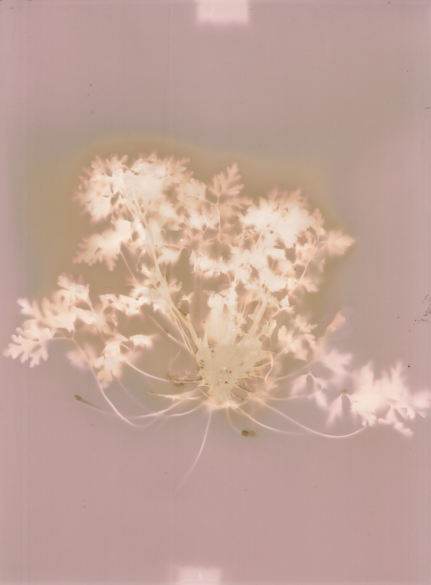 04-geraneo-porpureo_lumen.jpg 04-geraneo-porpureo_lumen.jpg