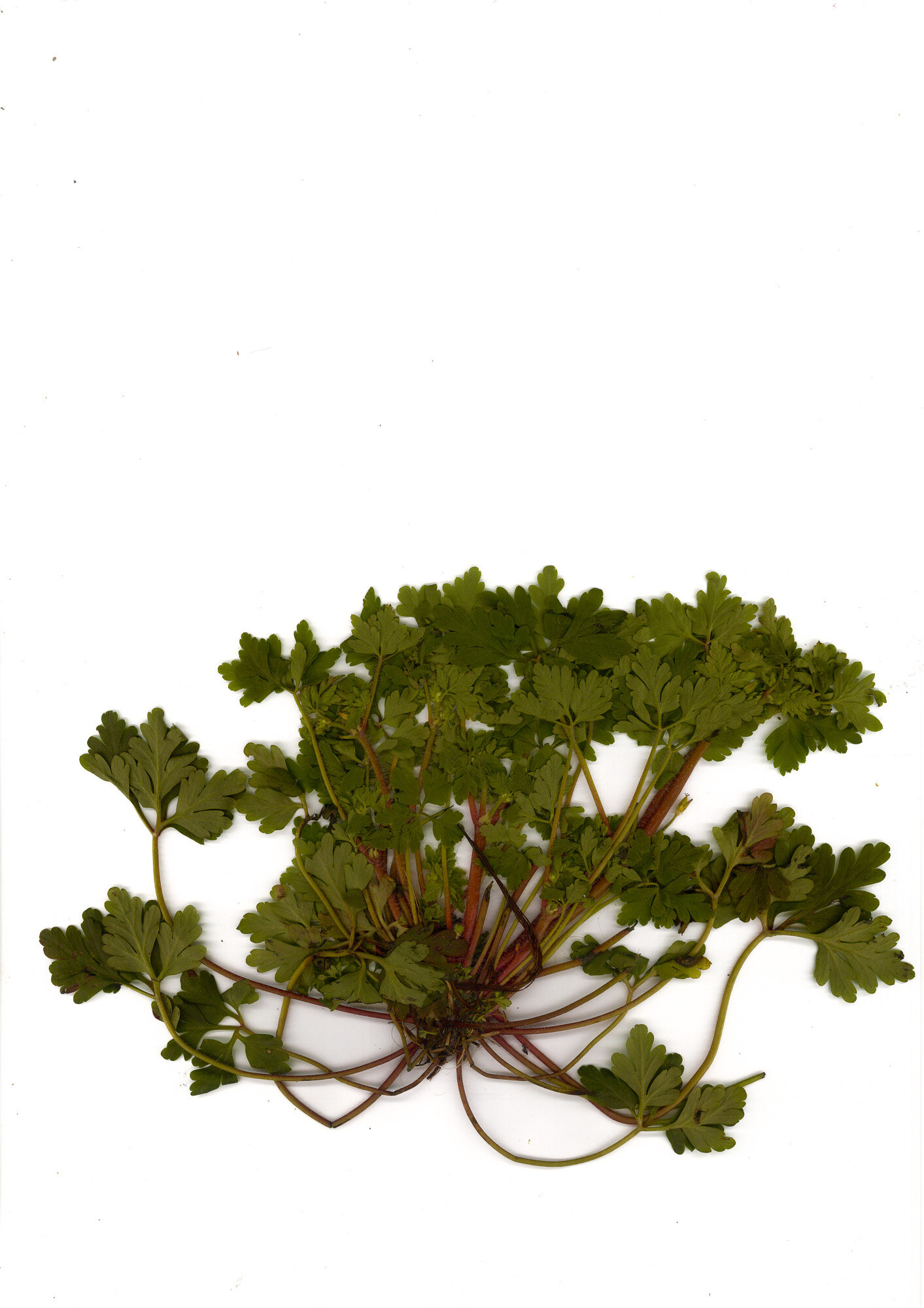 04-geraneo-porpureo-2_scanner.jpg 04-geraneo-porpureo-2_scanner.jpg