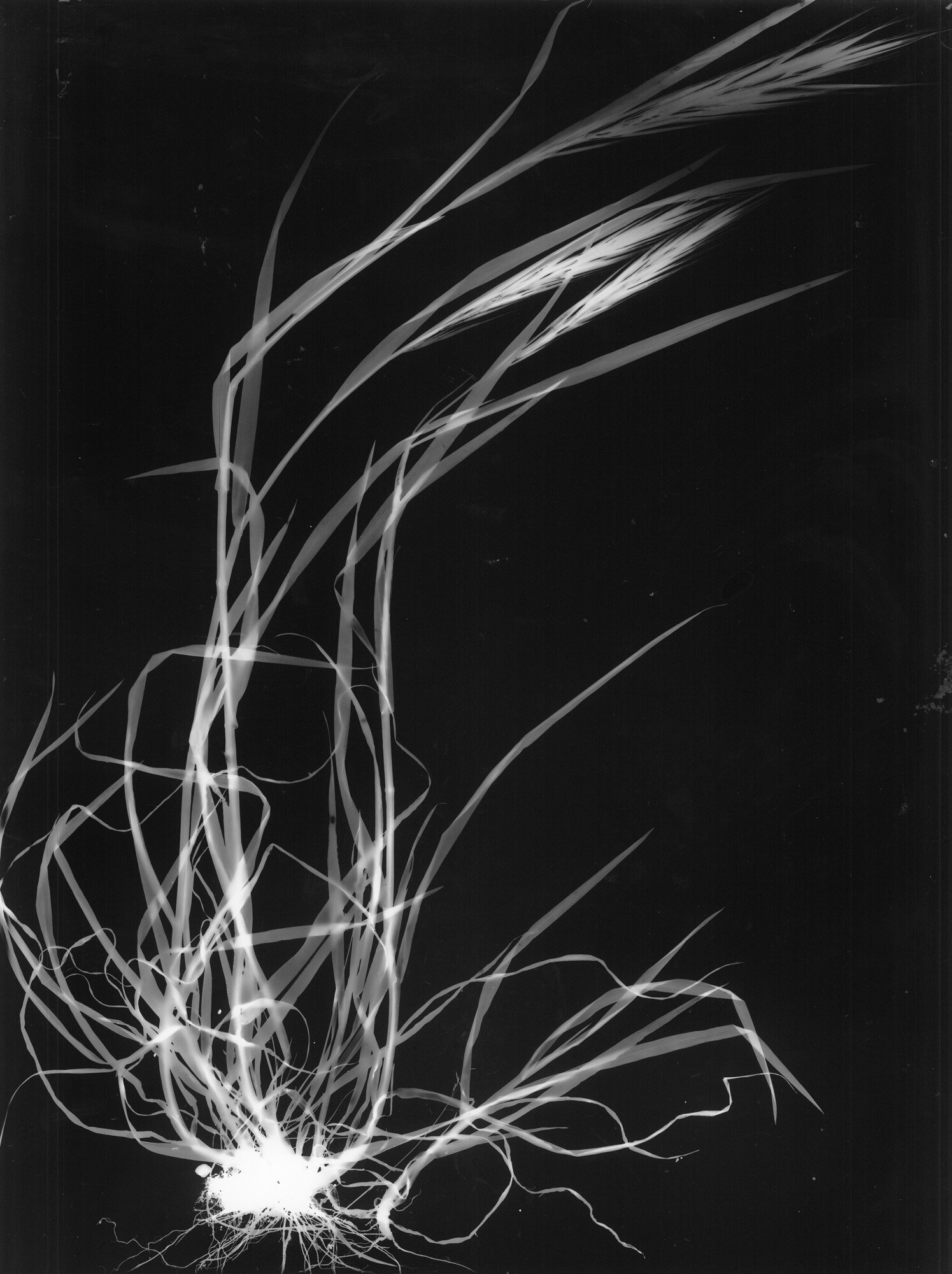 06-forasacco-rosso_fotogrammi.jpg 06-forasacco-rosso_fotogrammi.jpg