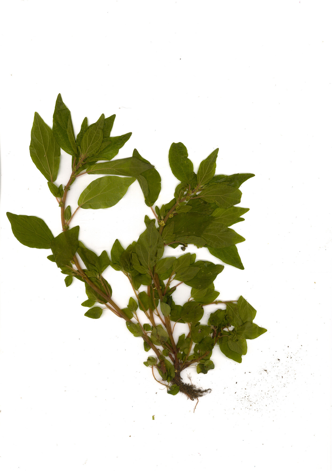 06-parietaria_scanner.jpg 06-parietaria_scanner.jpg