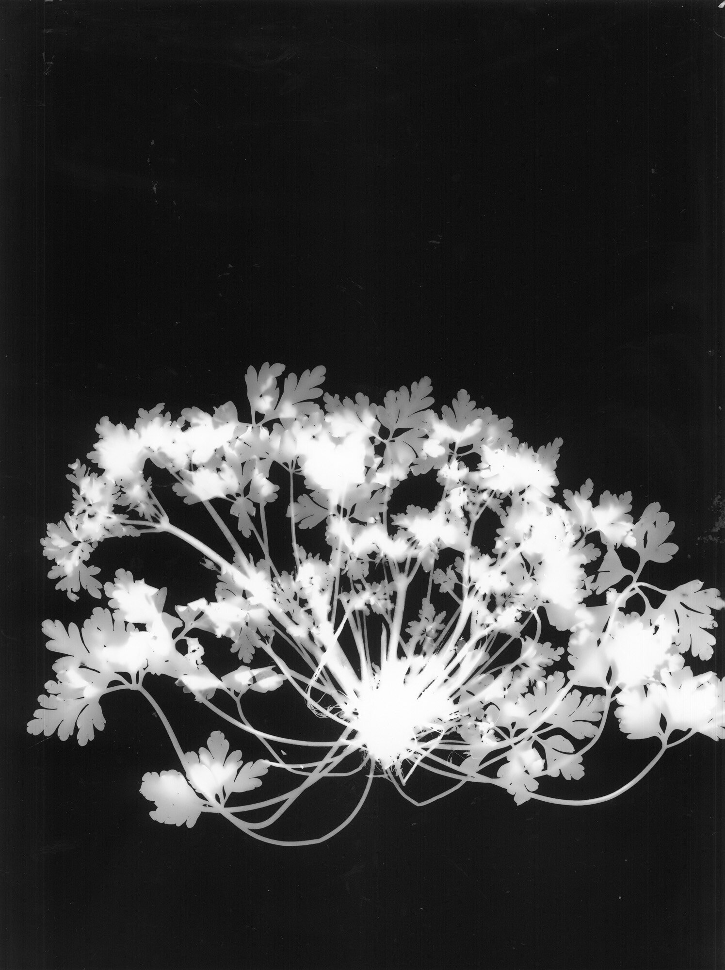 04-geraneo-purpureo_fotogrammi.jpg 04-geraneo-purpureo_fotogrammi.jpg