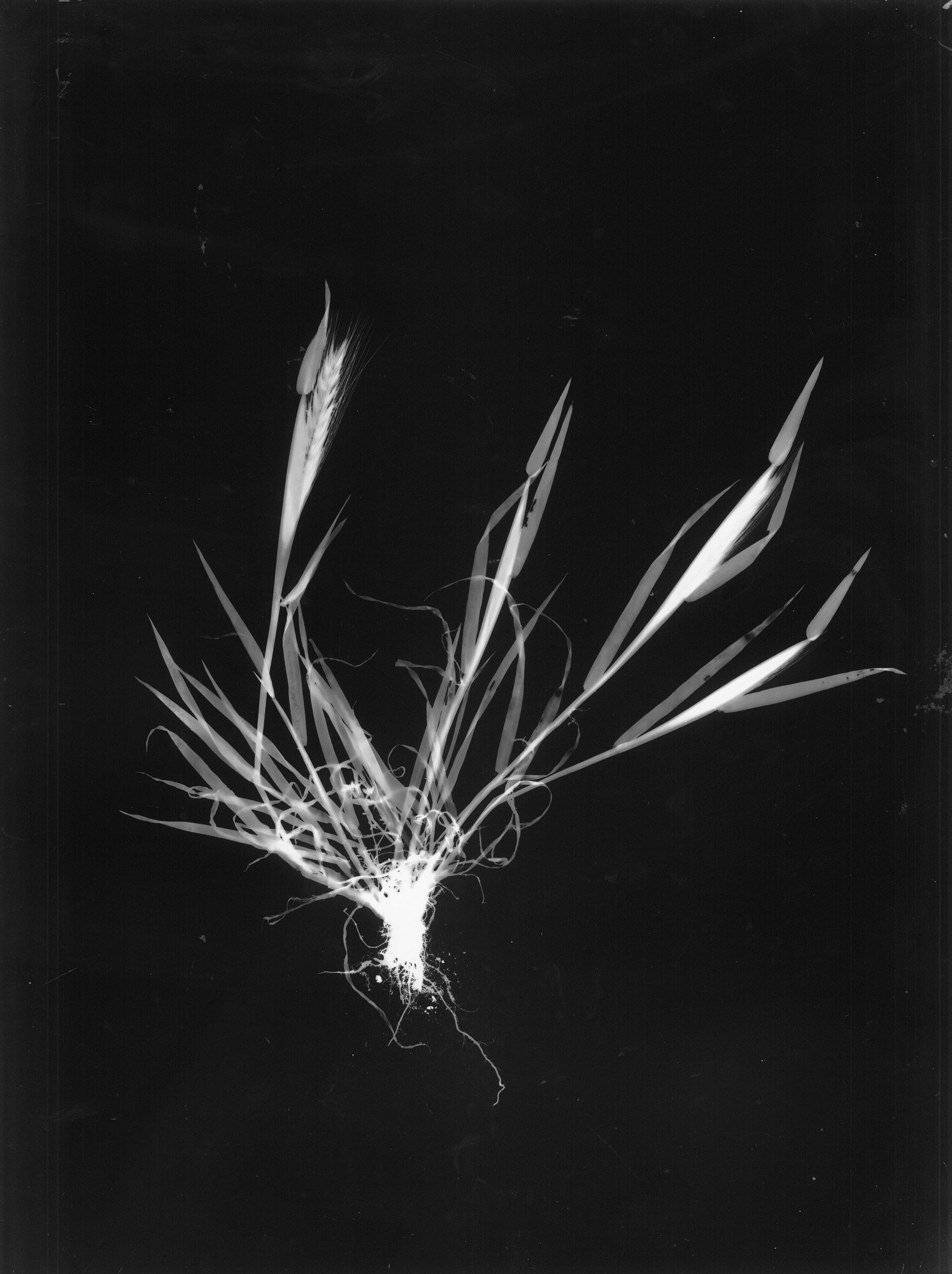 05-orzo-selvatico_fotogrammi.jpg 05-orzo-selvatico_fotogrammi.jpg