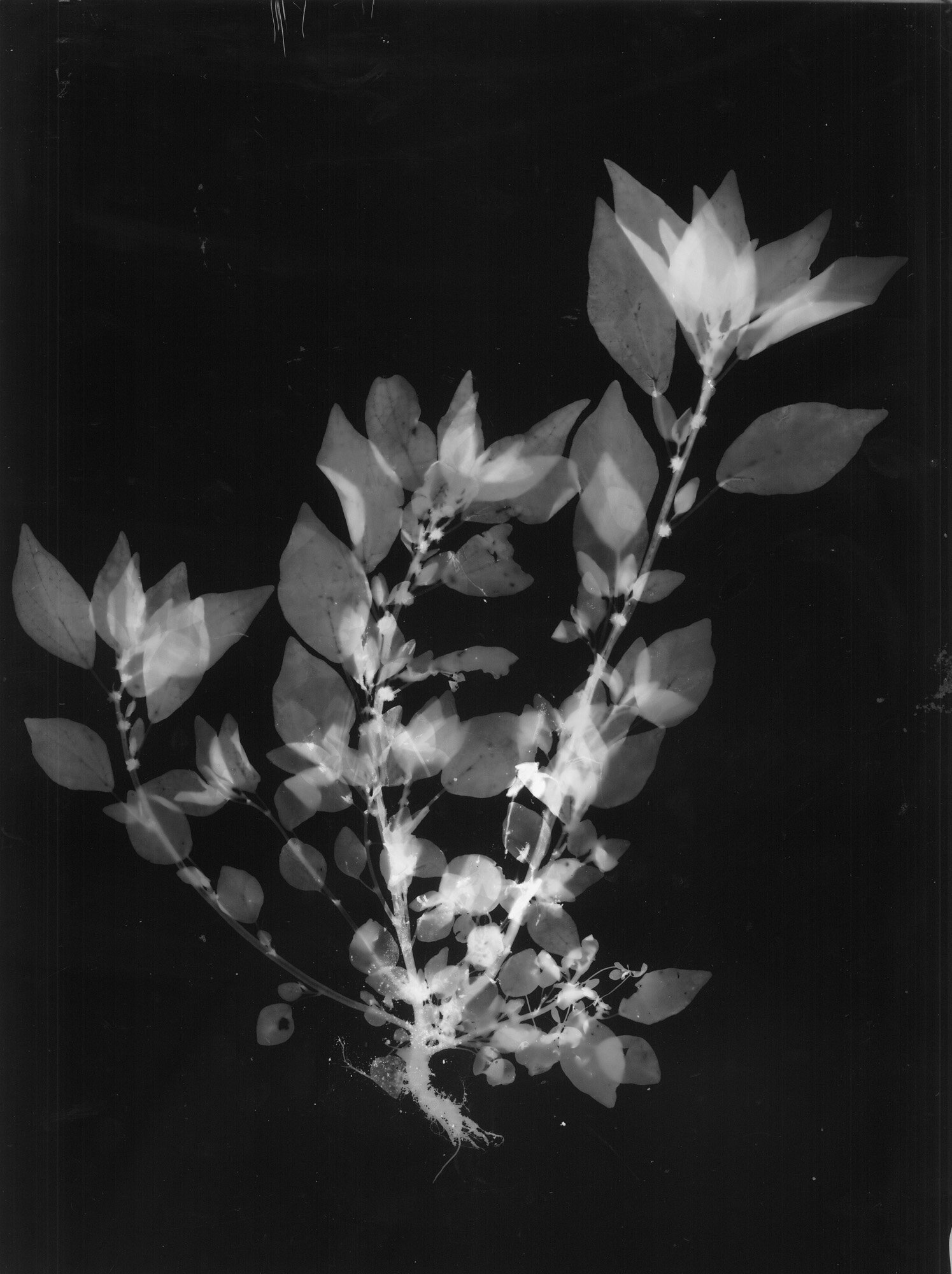 03-parietaria_fotogrammi.jpg 03-parietaria_fotogrammi.jpg