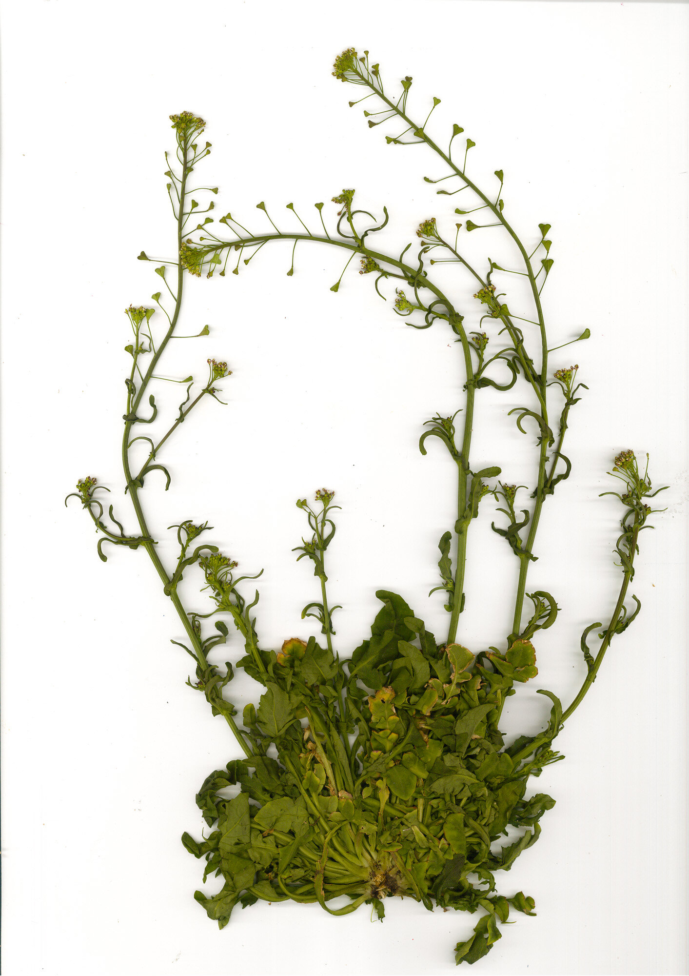 02-borsa-pastore_scanner.jpg 02-borsa-pastore_scanner.jpg