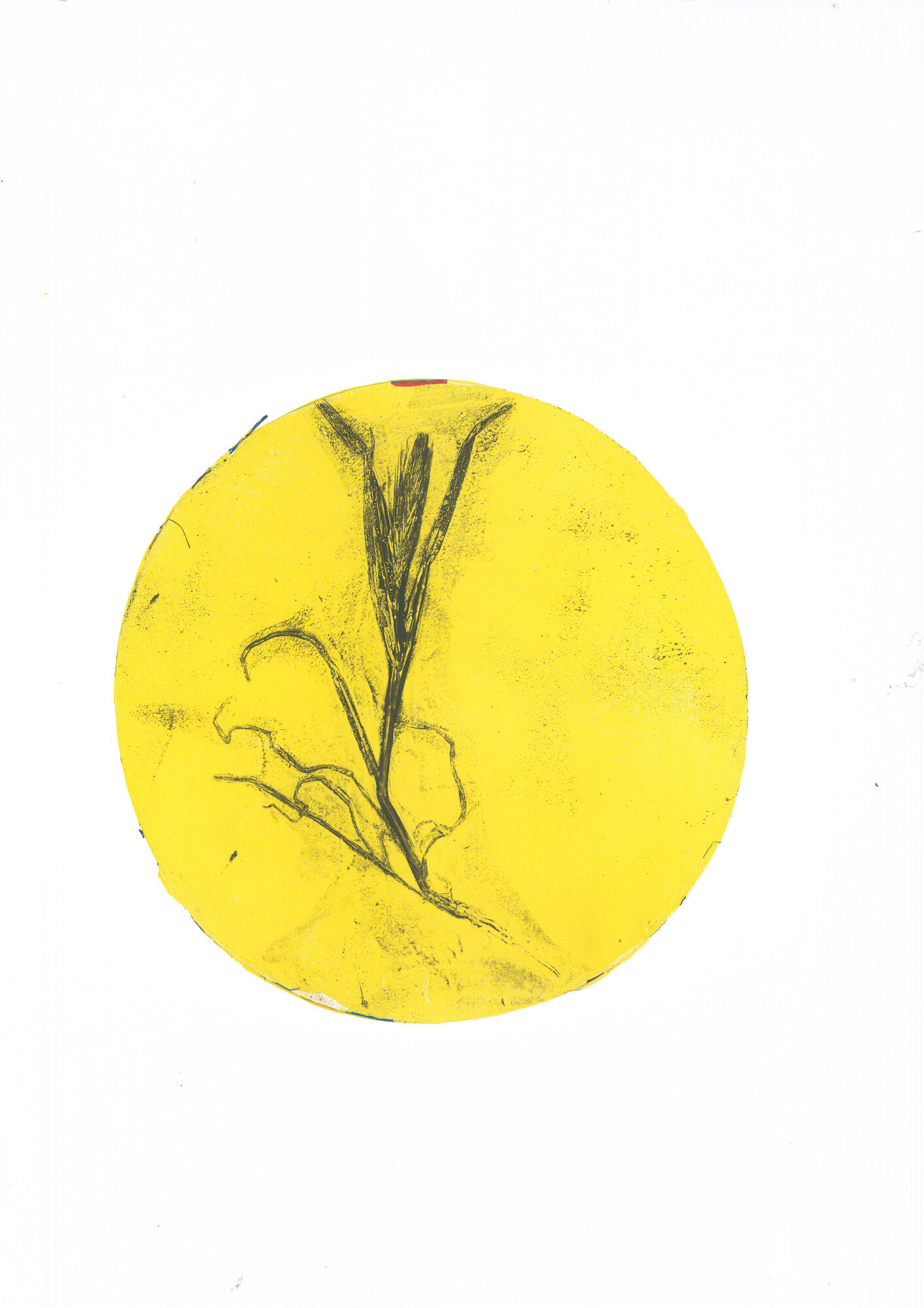 05-orzo-selvatico_01_gelli.jpg 05-orzo-selvatico_01_gelli.jpg