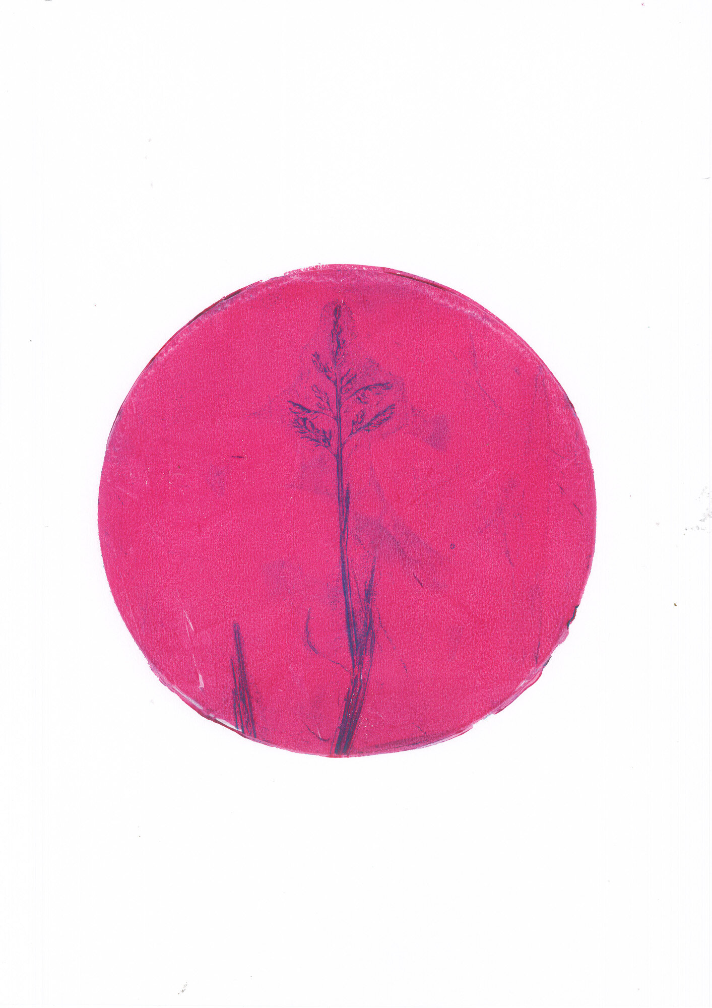 07-poa-annua_02_gelli.jpg 07-poa-annua_02_gelli.jpg