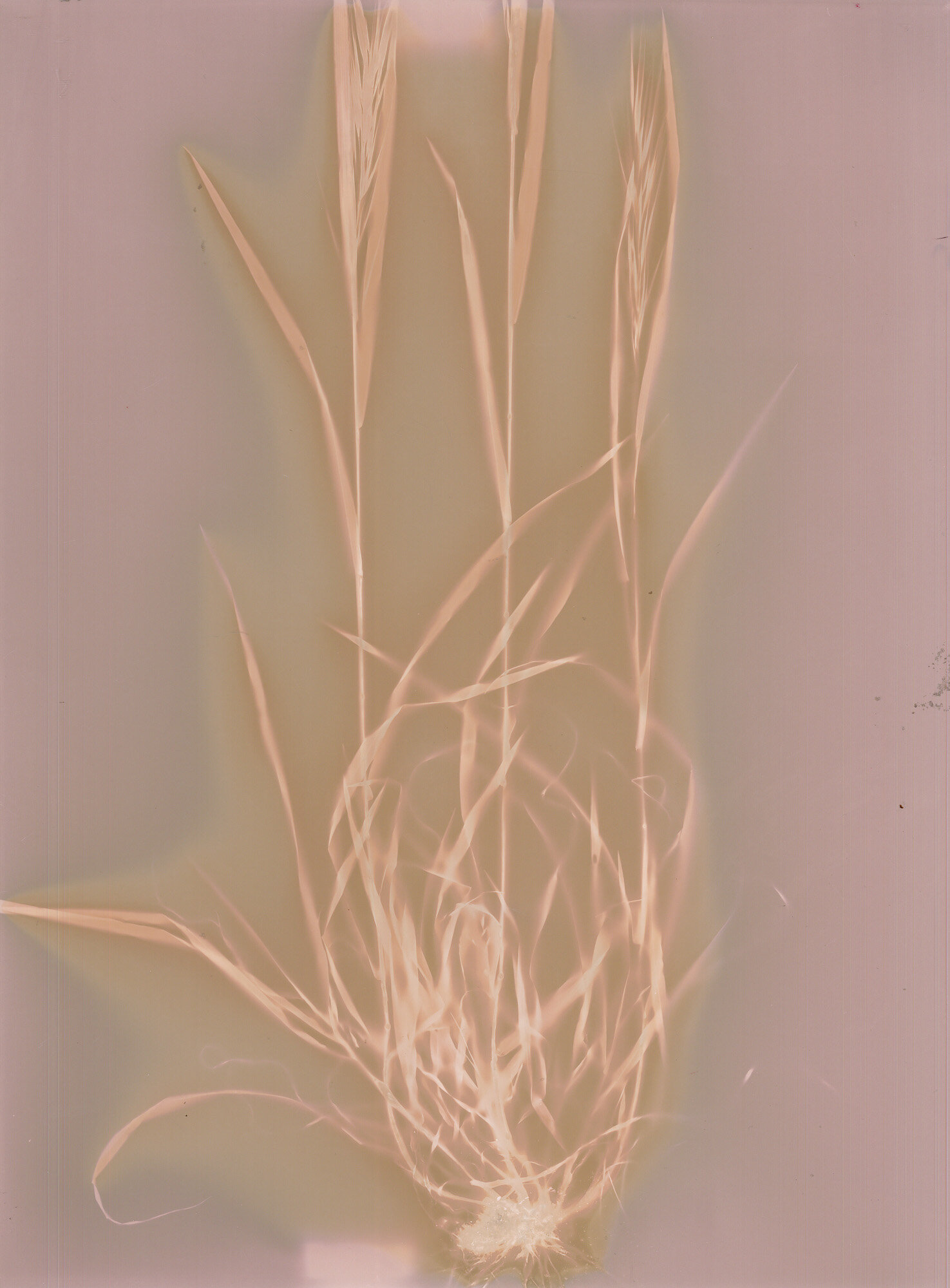 06-forasacco-rosso_lumen.jpg 06-forasacco-rosso_lumen.jpg