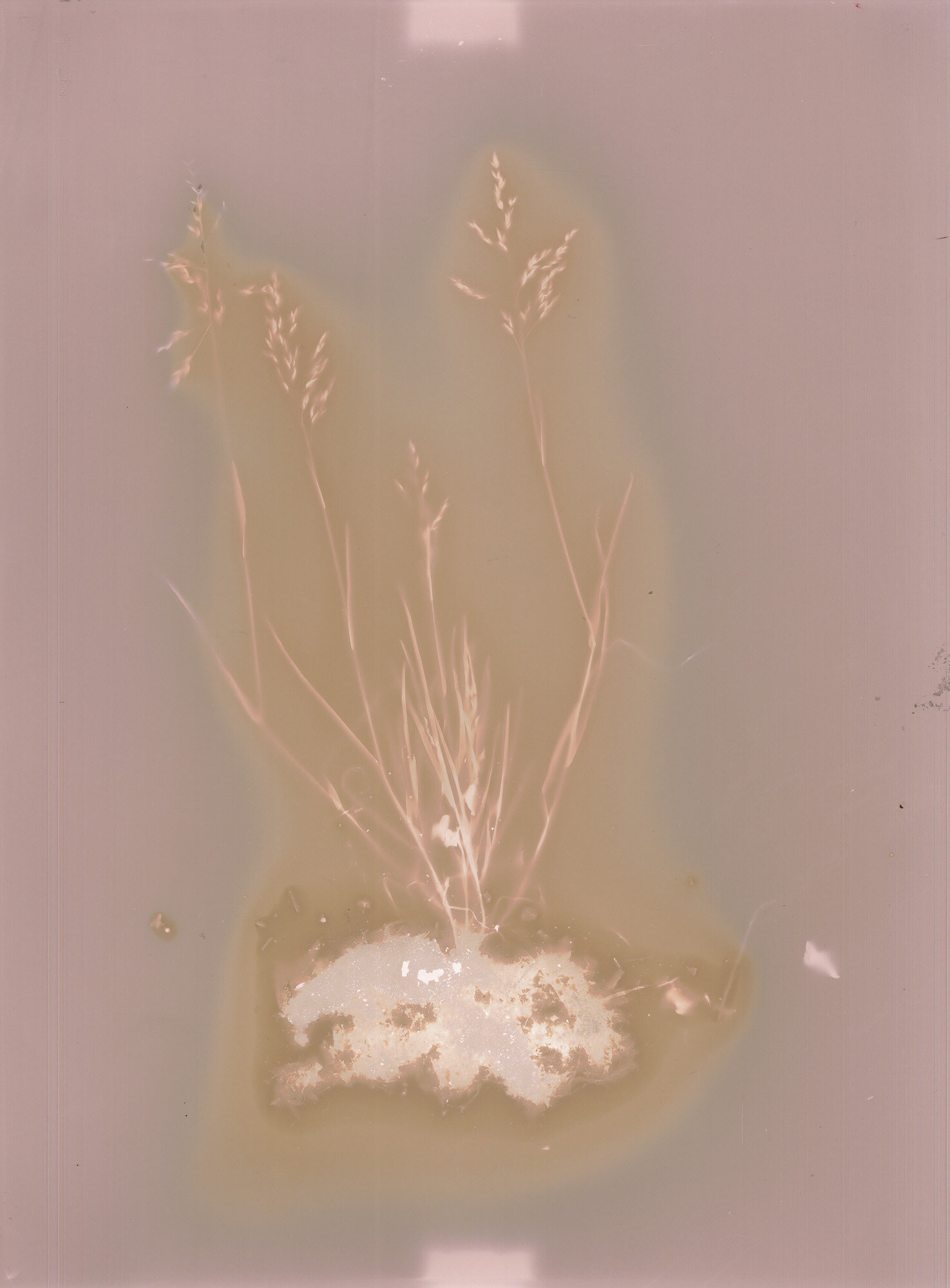 07-poa-annua_lumen.jpg 07-poa-annua_lumen.jpg