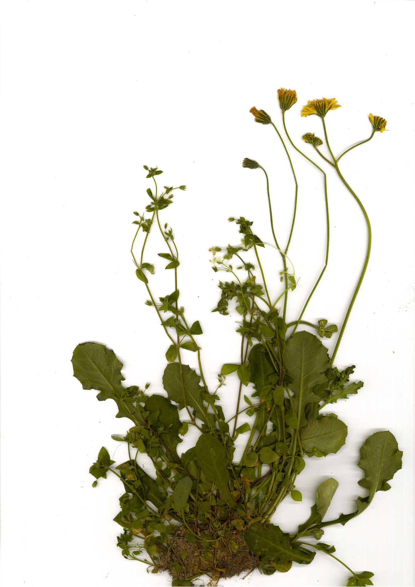 01-radichiella.della_.terra_.santa_scanner.jpg 01-radichiella.della_.terra_.santa_scanner.jpg