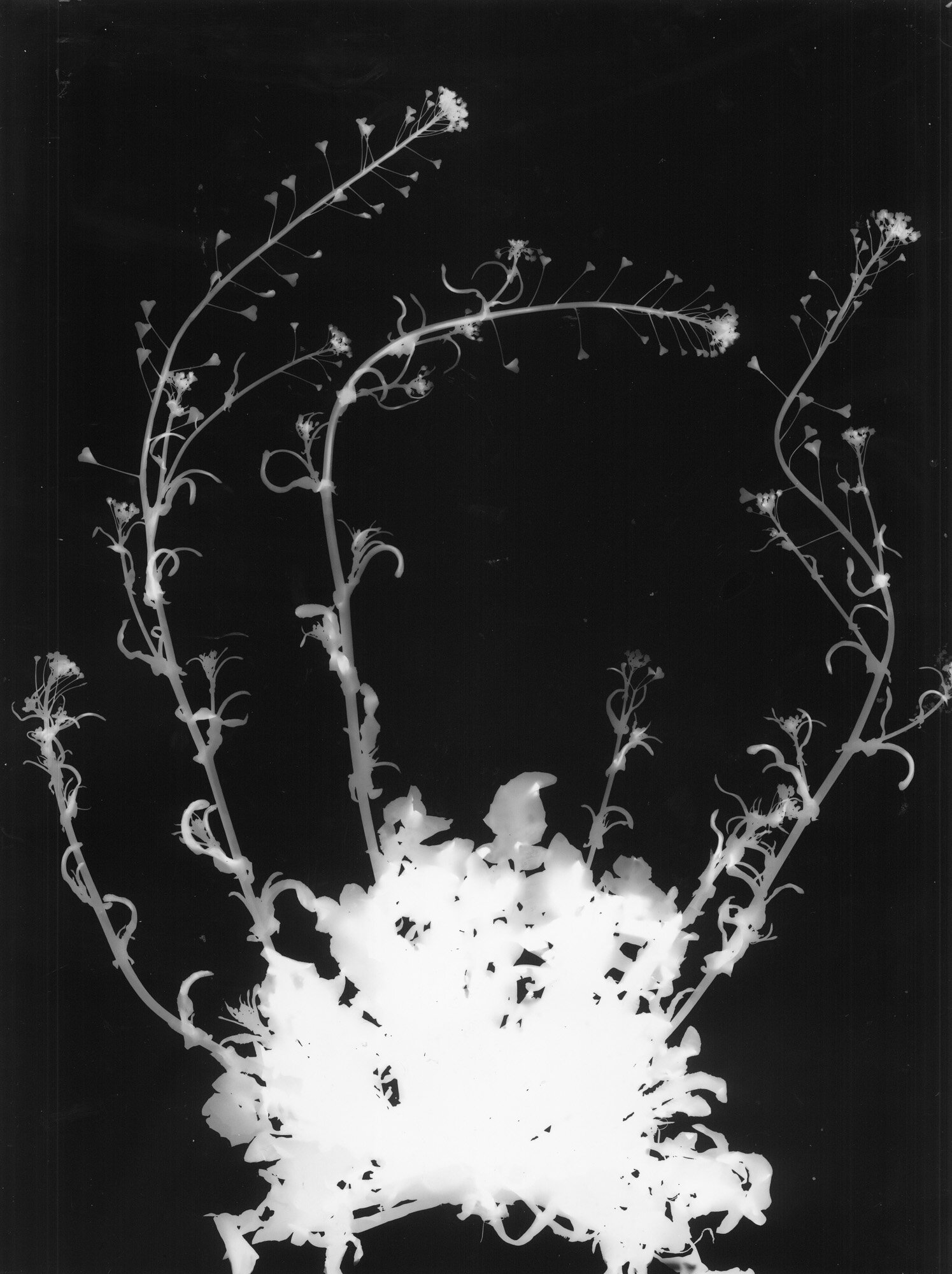 02-borsa-pastore_fotogrammi.jpg 02-borsa-pastore_fotogrammi.jpg