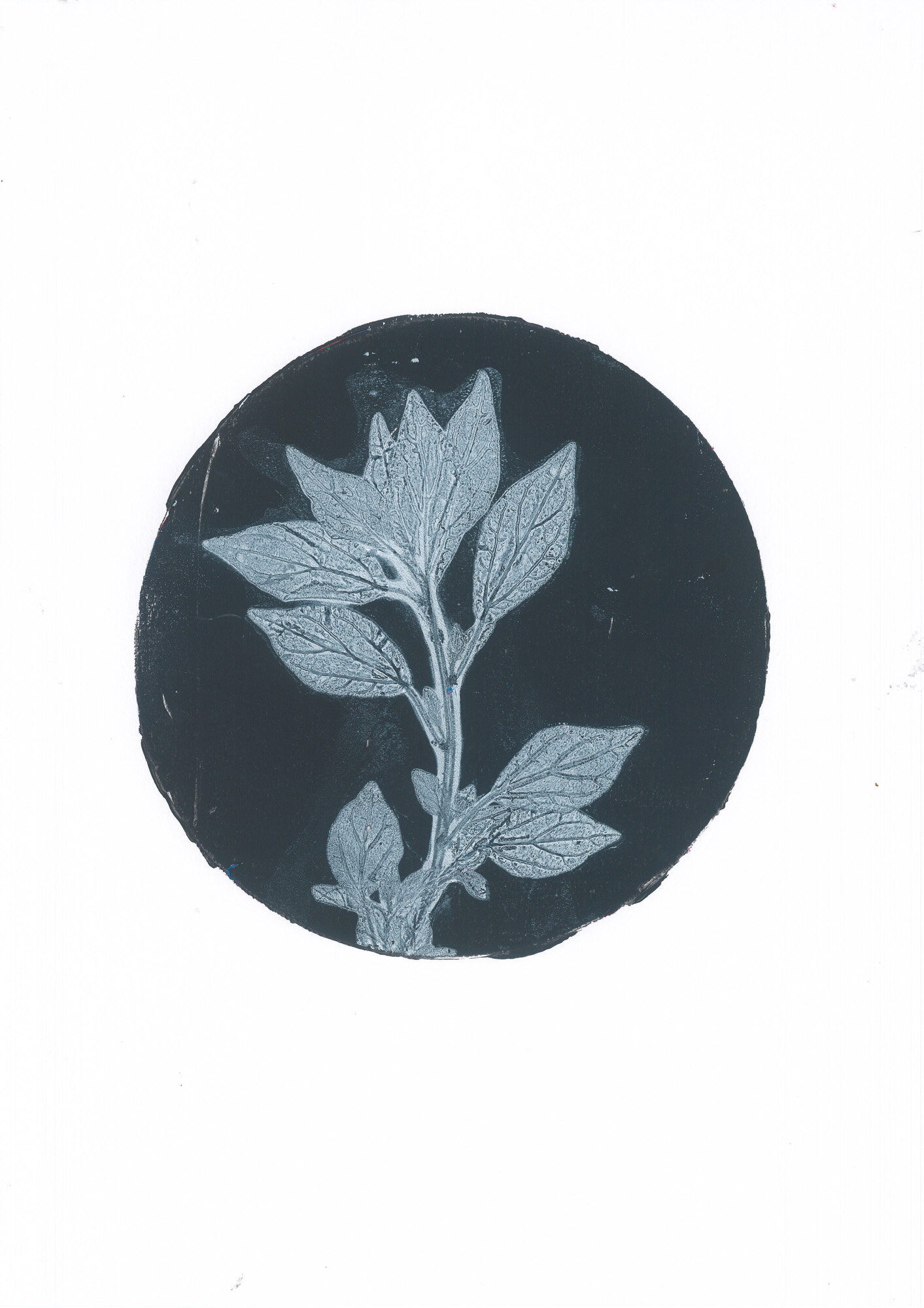 03-parietaria_01_gelli.jpg 03-parietaria_01_gelli.jpg