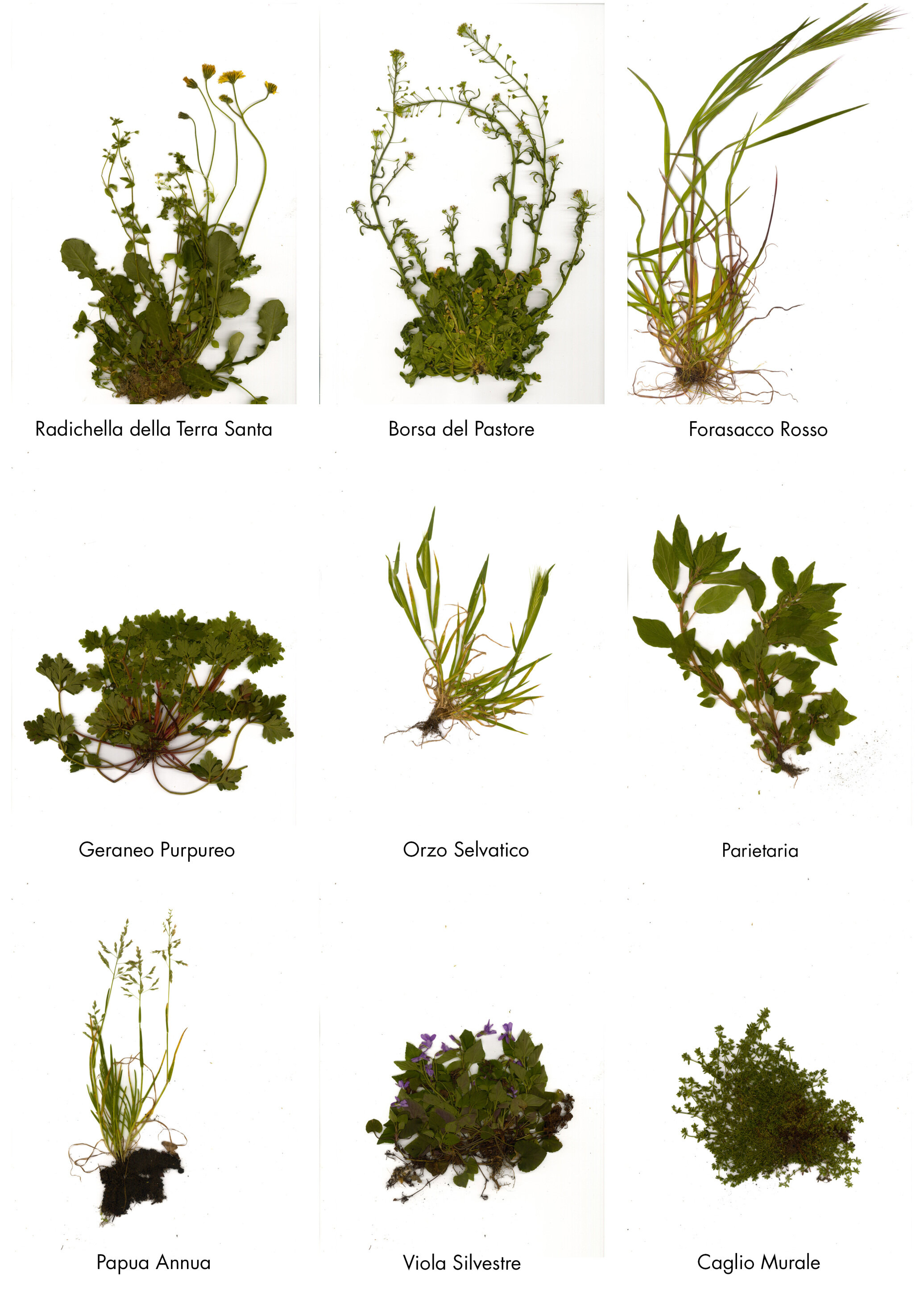 01_copertina_schede.jpg 01_copertina_schede.jpg