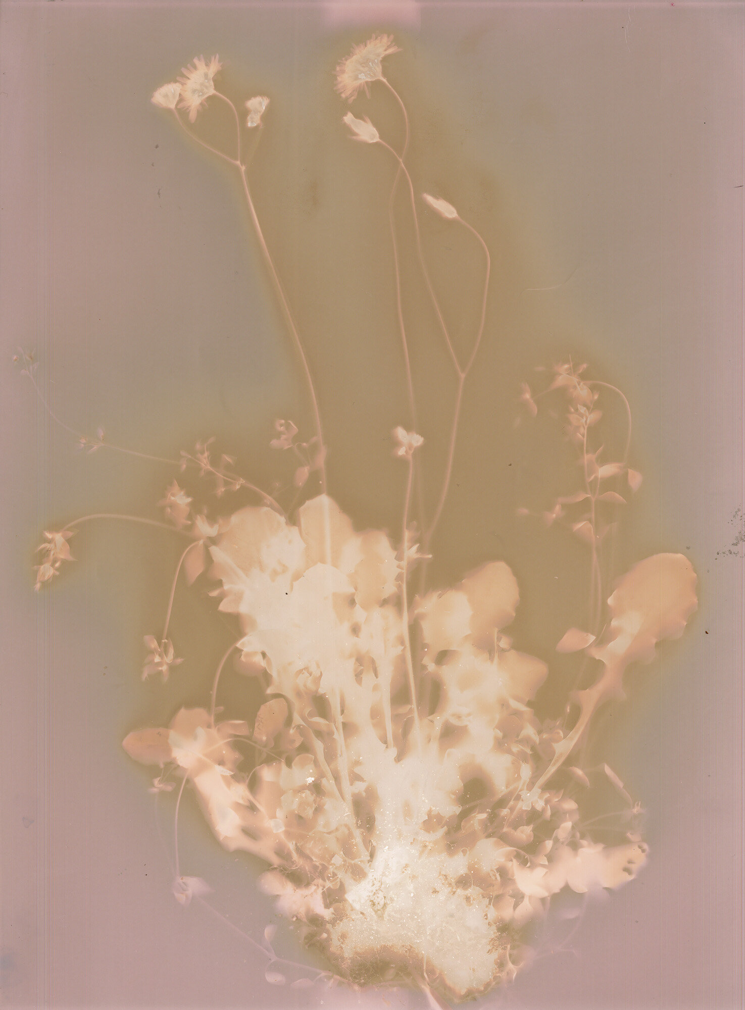 01-radichiella.della_.terra_.santa_lumen.jpg 01-radichiella.della_.terra_.santa_lumen.jpg