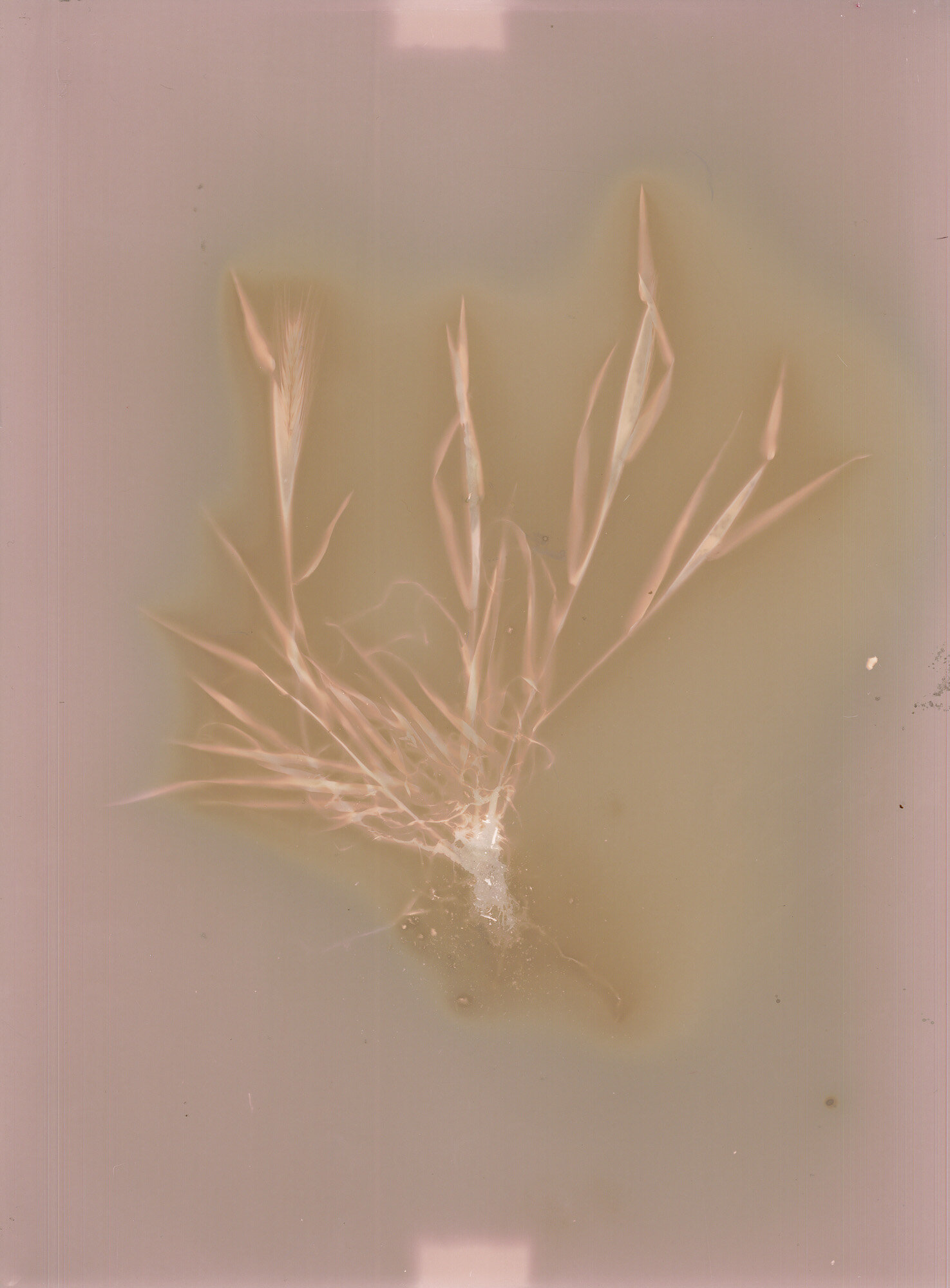 05-orzo-selvatico_lumen.jpg 05-orzo-selvatico_lumen.jpg