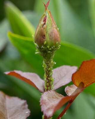 aphids-on-rose-bud-aphids-on-roses-shutterstock-com_17714.jpeg