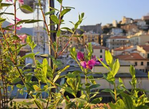 Terrazzo con fiori tropicali al tramonto in città