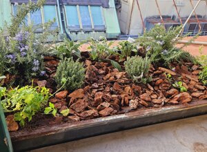 Terrazzo tropicale con piante aromatiche e fiori viola