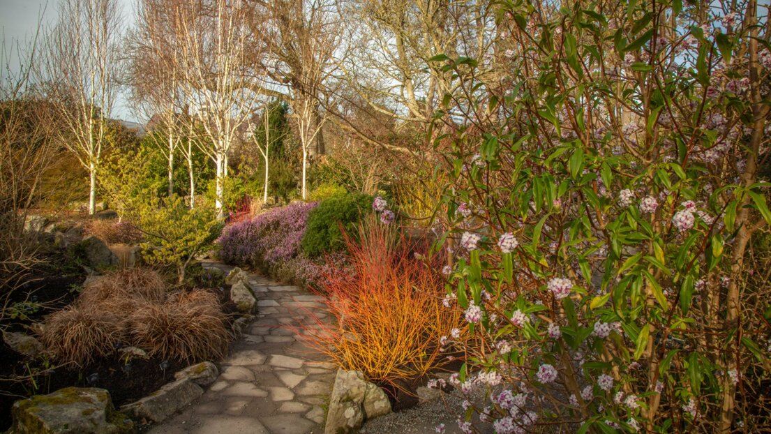 Sentiero di pietra in giardino con arbusti fioriti e alberi Sentiero di pietra in giardino con arbusti fioriti e alberi