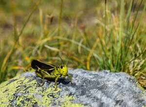 Cavalletta su pietra in un giardino alpino La Chanousia