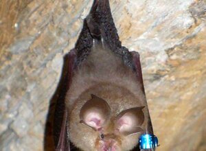 Pipistrello appeso in una grotta con anello identificativo blu