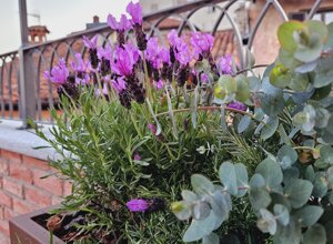 Fiori di lavanda su terrazzo signorile a Pinerolo Fiori di lavanda su terrazzo signorile a Pinerolo