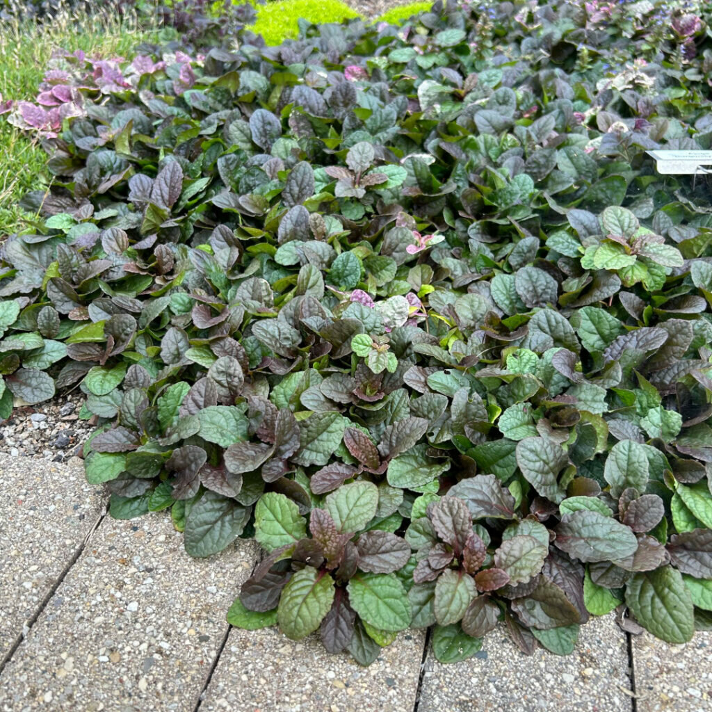 ajuga_burgundy_glow-1024x1024.jpeg
