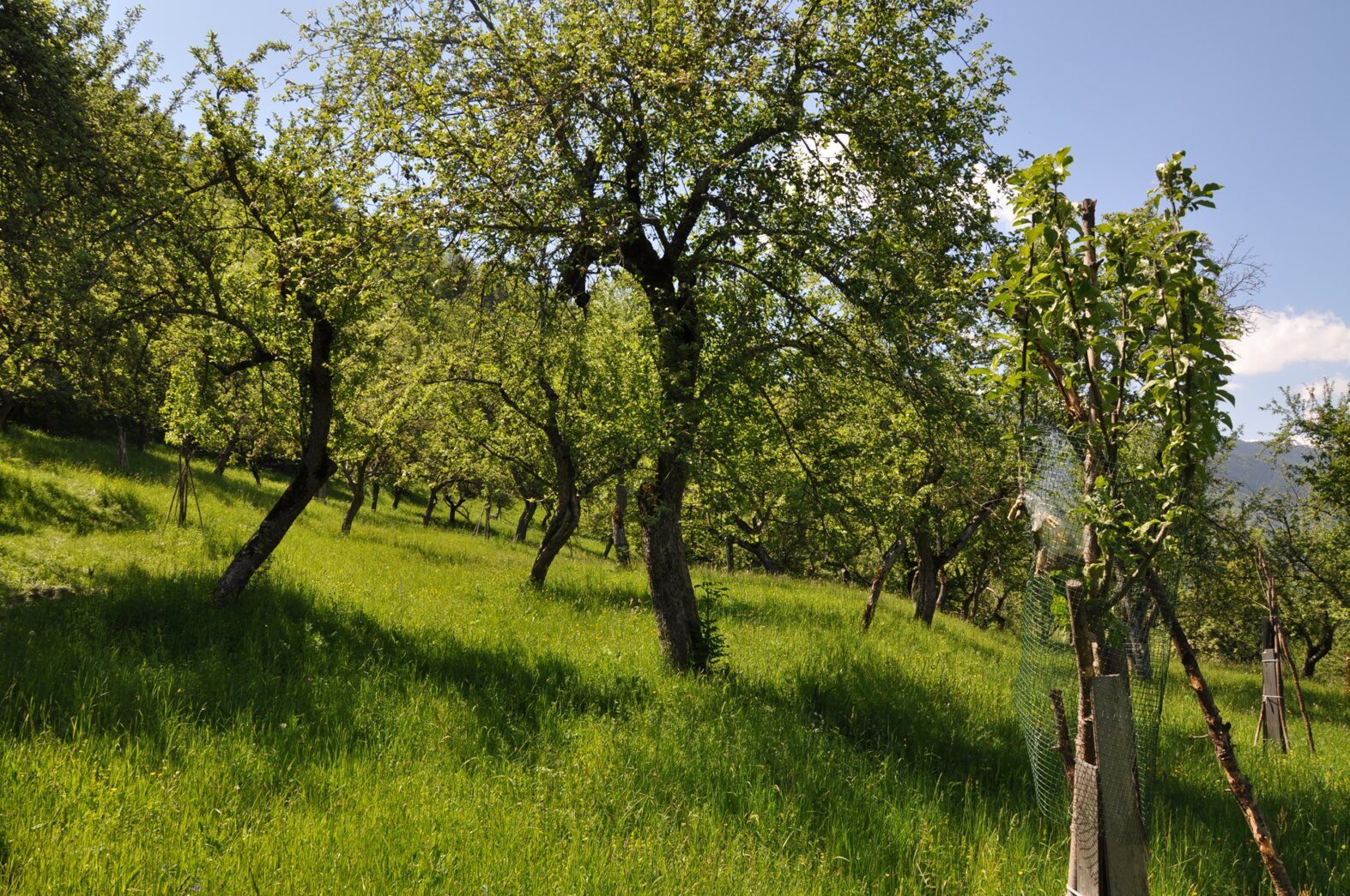 Orchard with green grass and trees under a clear blue sky Orchard with green grass and trees under a clear blue sky