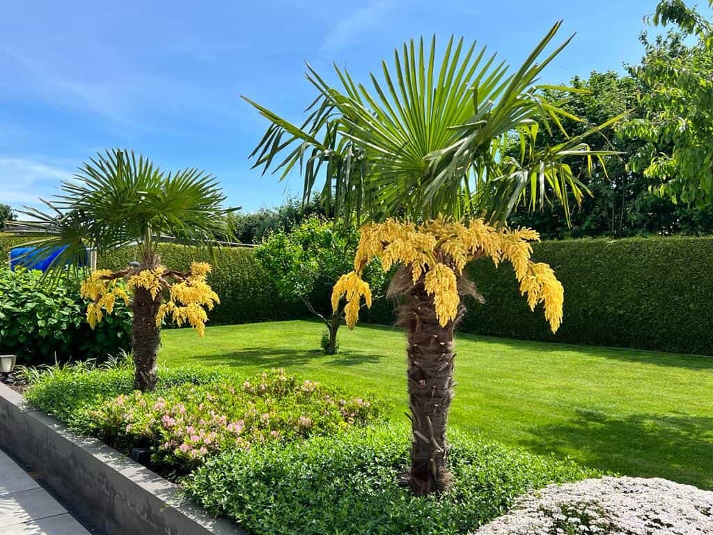trachycarpus-fortunei-bloei1min.jpeg