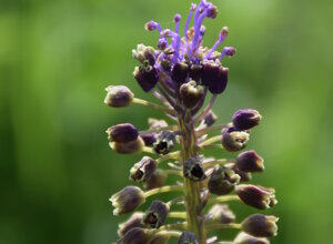 Fiori di giacinto selvatico in un parco pubblico Fiori di giacinto selvatico in un parco pubblico